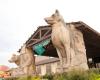 Great Wolf Lodge Grapevine