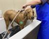 Grooming At  Golden Paws