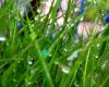 Grow It Green Lawn Fertilizing