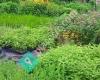 Grow Wild! Native Plant Nursery, Landscaping and Biological Consulting