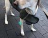 Happy Paws & Claws Petcare