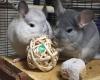 Hawaii Chinchillas