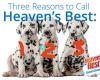 Heaven's Best Carpet & Rug Cleaners