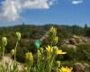 Holcomb Valley Central Pinnacles