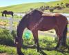 Horizons East Equestrian Center