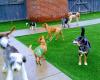 Hound Dog Pet Hotel