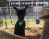 Hunterdon County 4-H & Agricultural Fair