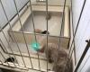 Just Labs Kennels