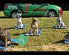 K-9 Basics Dog Training