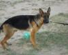 Kozy Country Kennel