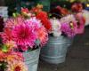 Lake Oswego Farmer's Market