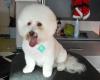 Le Pooch Dog Grooming