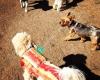 Like Home Pet Care