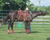 Lone Star Horsemanship, Inc.