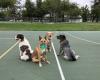 Lori Hamilton's Dog Training