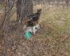 Lucky Dog Boarding & Training