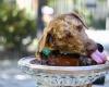 Lucky Dog Pet Care