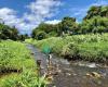 Manoa Valley District Dog Park