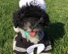 Maplebrook Pet Care Center