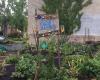 Marion Street Intergenerational Garden