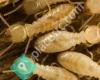Mathews Termite & Pest Service