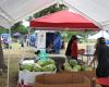 McDade Watermelon Festival