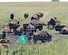 Midewin National Tallgrass Prairie