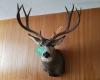 Mike's Frontier Taxidermy