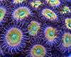 Mind Blowing Corals