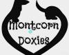 Montcorn Doxies- Dachshund Puppy Breeder