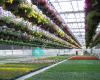 Moss Greenhouses Inc