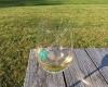 Mount Salem Vineyards
