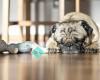 National Association of Professional Pet Sitters
