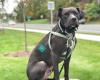 New Hampshire Dog Trainers: Off Leash K9 Training