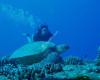 Oahu  Private Scuba Diving Tours