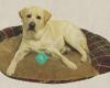 Oakwood Kennels