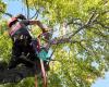 One Life Tree Service of Lincoln Nebraska