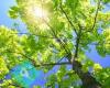 Ontario Ca Tree Service Roley's Tree Care