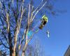 Out On A Limb Tree Service