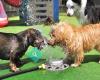 Pampered Pooch Playground