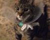 Pawfessional Pet Care
