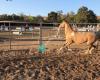 Peacock Hill Equestrian Center