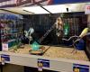 PetSmart