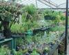 Plant Kingdom Greenhouse Outlets