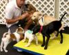 Playful Pups and Performance Training, Inc