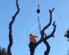 Portola Tree Service