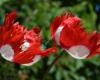 Precious Paws Poppies