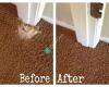 Premium Carpet Repair & Cleaning