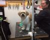 Puppy Clip Grooming