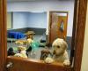 PupTown, LLC